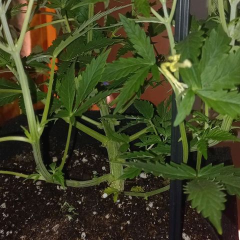 Gorilla Zkittlez Auto 1 growlog timeline photo