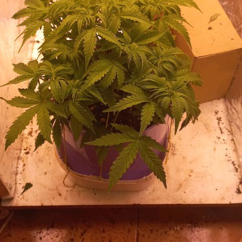 Watermelon growlog timeline photo