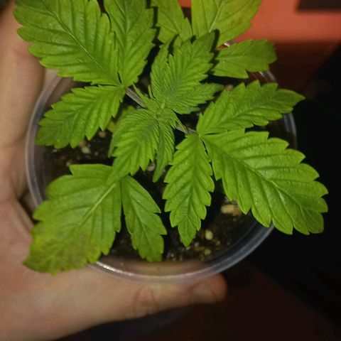 Purple Punch 1 growlog timeline photo