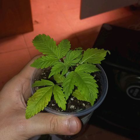 Purple Punch 1 growlog timeline photo
