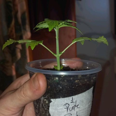 Purple Punch 1 growlog timeline photo