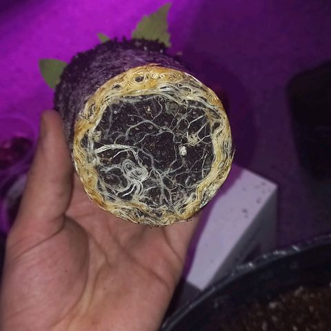 Purple Punch 1 growlog timeline photo