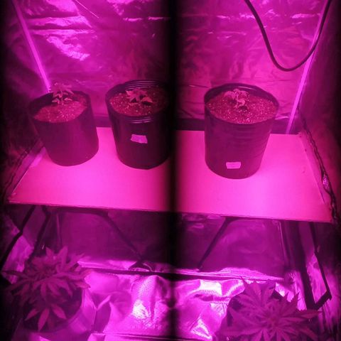 Purple Punch 1 growlog timeline photo
