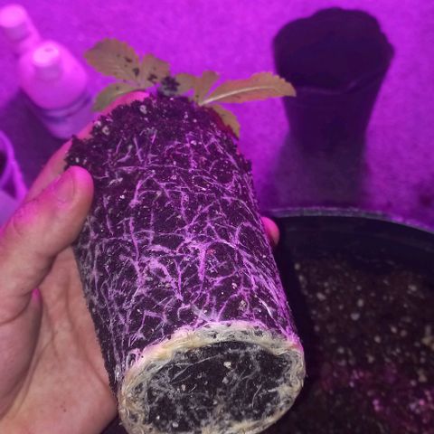 Purple Punch Auto growlog timeline photo