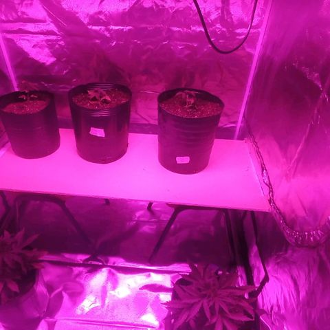 Purple Punch Auto growlog timeline photo