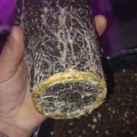 Purple Punch Auto growlog timeline photo