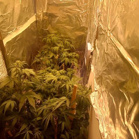 Gorilla Zkittlez Auto 1 growlog timeline photo