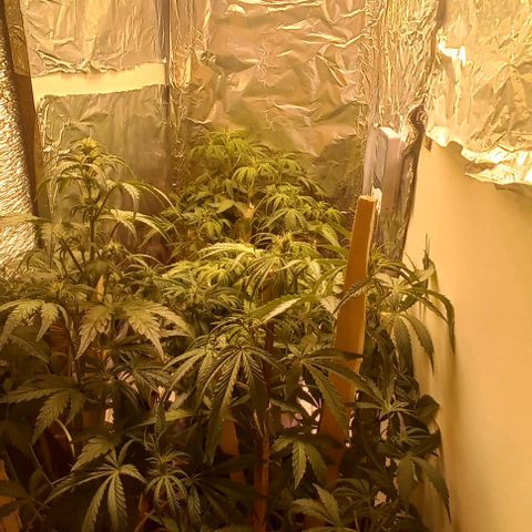 Gorilla Zkittlez Auto 1 growlog timeline photo