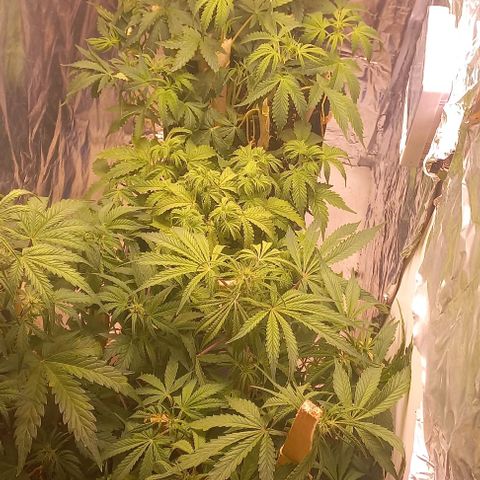 Gorilla Zkittlez Auto growlog timeline photo