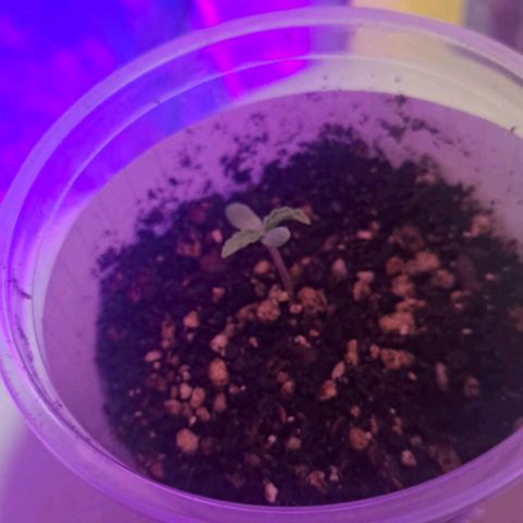 Purple Punch 3 growlog timeline photo