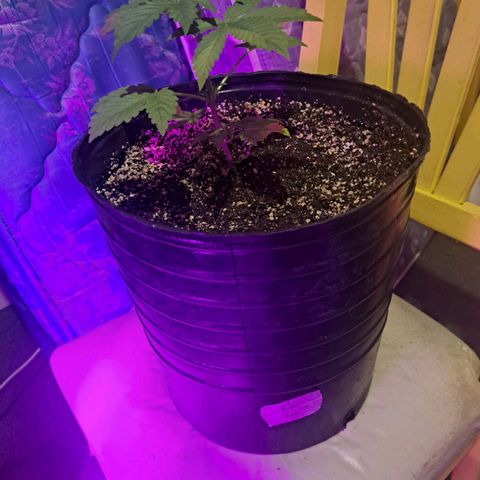Purple Punch 1 growlog timeline photo