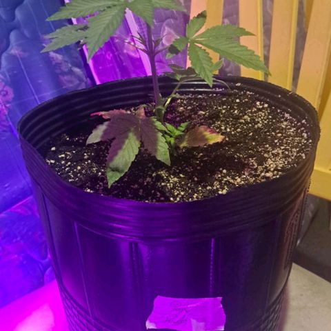 Purple Punch Auto growlog timeline photo