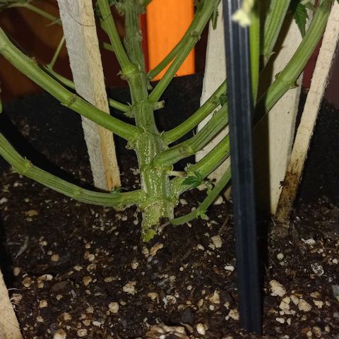 Gorilla Zkittlez Auto 1 growlog timeline photo