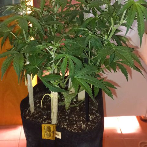 Gorilla Zkittlez Auto 1 growlog timeline photo