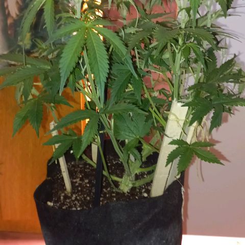 Gorilla Zkittlez Auto 1 growlog timeline photo