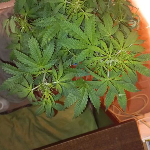 Gorilla Zkittlez Auto 1 growlog timeline photo