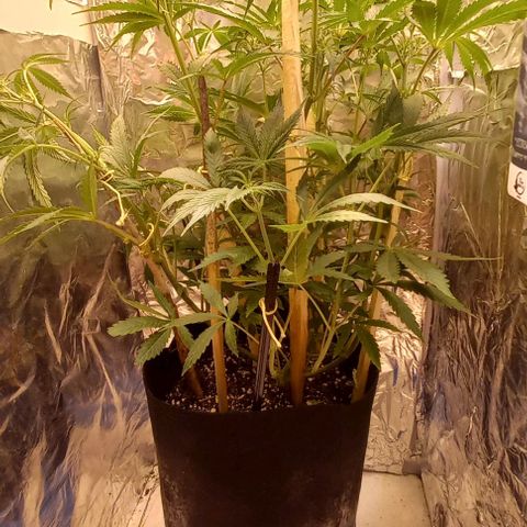 Gorilla Zkittlez Auto growlog timeline photo