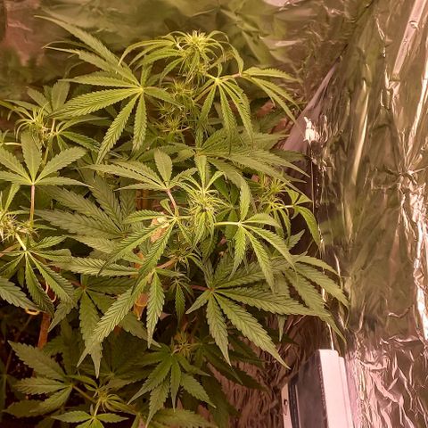 Gorilla Zkittlez Auto growlog timeline photo