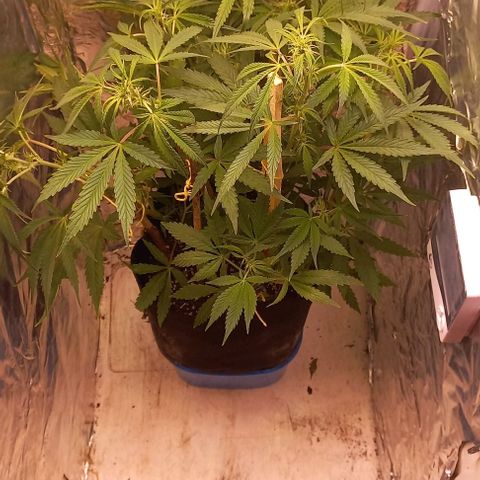 Gorilla Zkittlez Auto growlog timeline photo