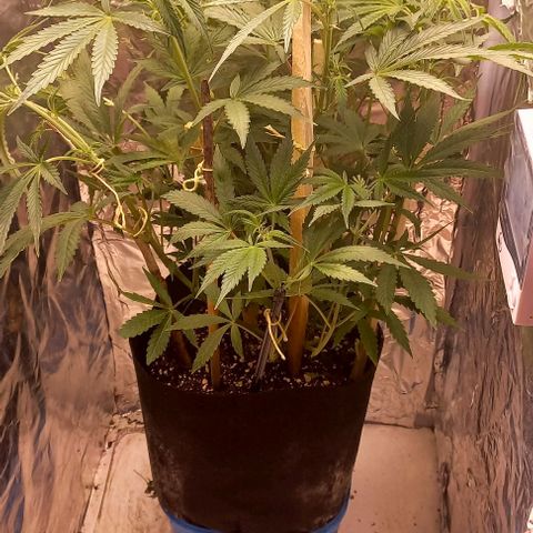 Gorilla Zkittlez Auto growlog timeline photo