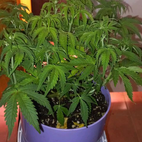 Watermelon growlog timeline photo