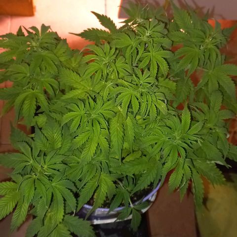 Watermelon growlog timeline photo