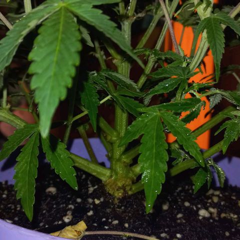 Watermelon growlog timeline photo