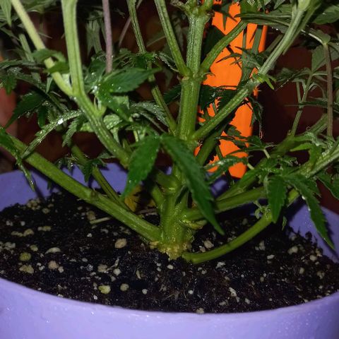 Watermelon growlog timeline photo