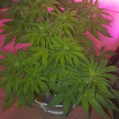 Watermelon growlog timeline photo