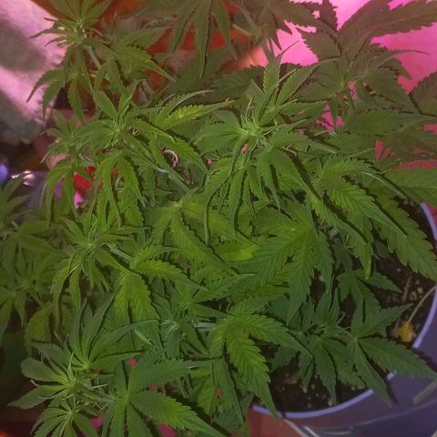Watermelon growlog timeline photo