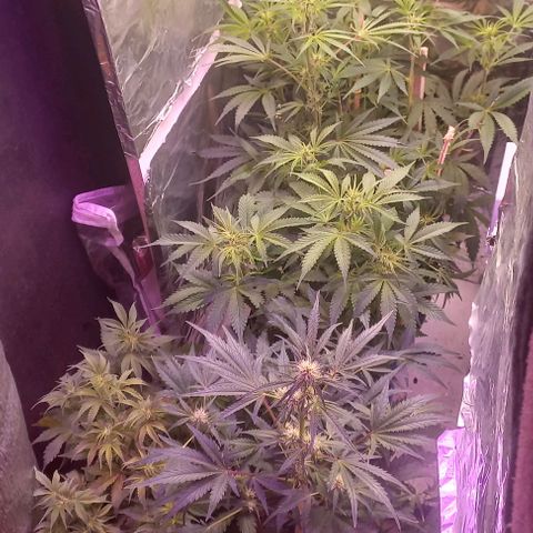 Watermelon growlog timeline photo