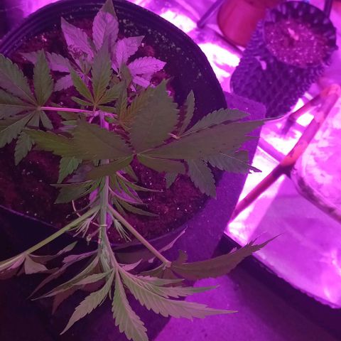 Purple Punch Auto growlog timeline photo
