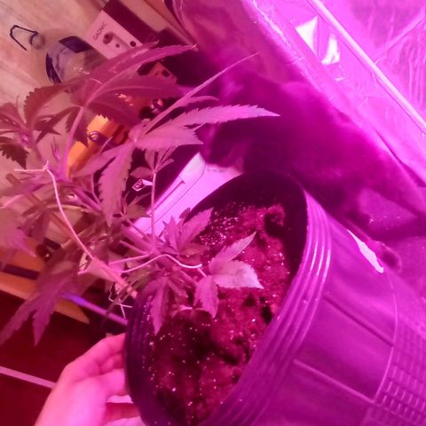 Purple Punch Auto growlog timeline photo