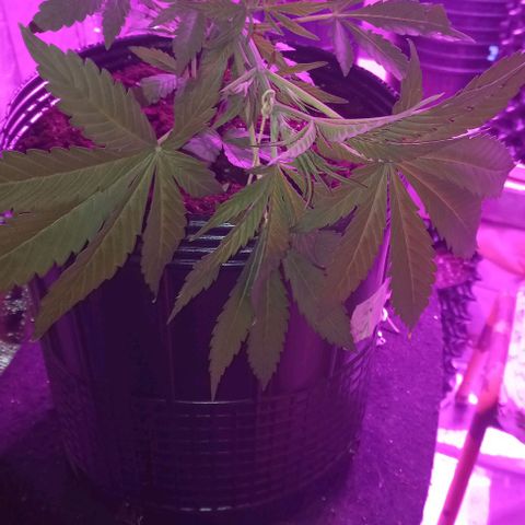 Purple Punch Auto growlog timeline photo