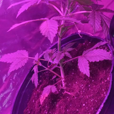 Purple Punch 1 growlog timeline photo