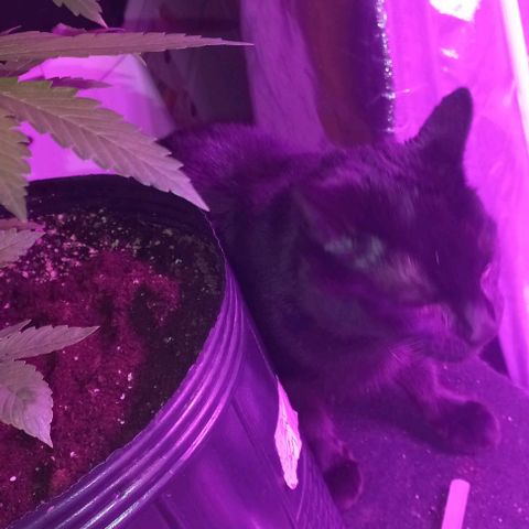 Purple Punch Auto growlog timeline photo