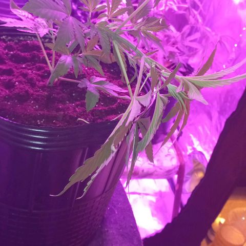 Purple Punch Auto growlog timeline photo