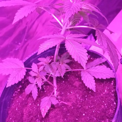 Purple Punch 1 growlog timeline photo