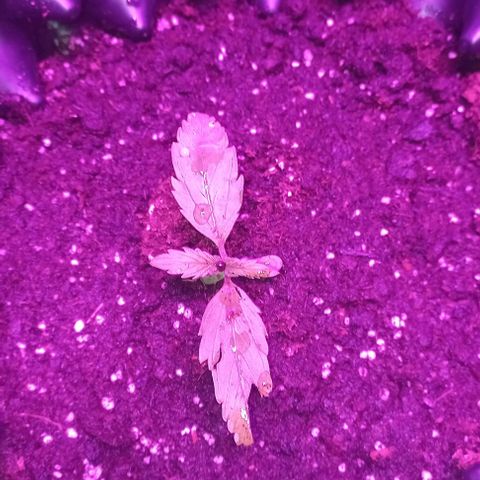 Purple Punch 3 growlog timeline photo