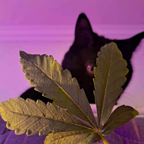 Purple Punch 3 growlog timeline photo