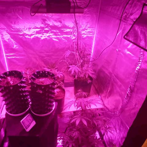 Purple Punch 3 growlog timeline photo