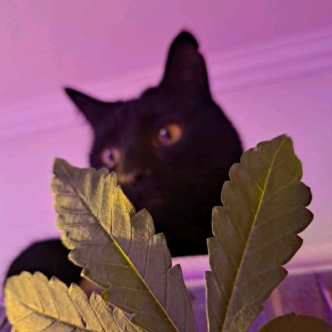 Purple Punch 3 growlog timeline photo