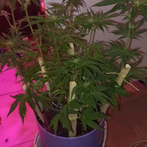Watermelon growlog timeline photo