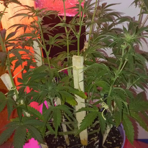Watermelon growlog timeline photo