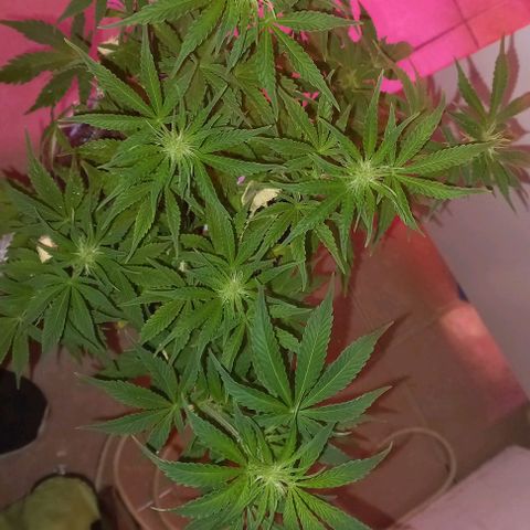 Watermelon growlog timeline photo