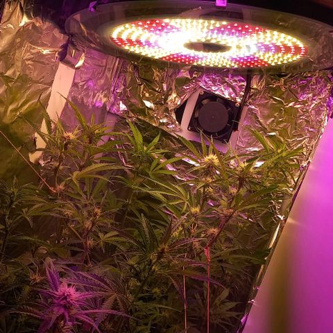 Gorilla Zkittlez Auto growlog timeline photo