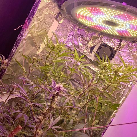 Watermelon growlog timeline photo