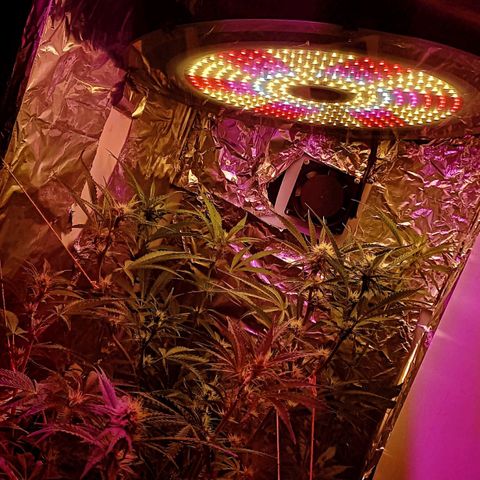 Gorilla Zkittlez Auto growlog timeline photo