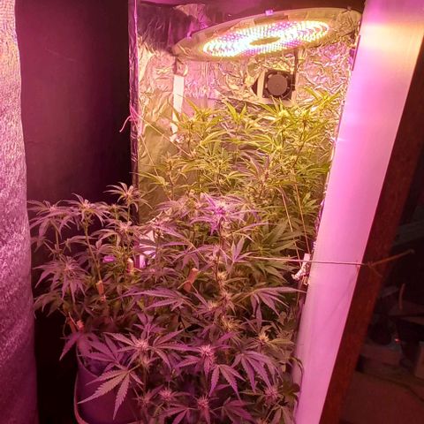 Gorilla Zkittlez Auto growlog timeline photo
