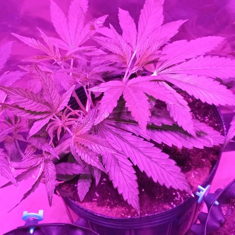 Purple Punch 1 growlog timeline photo